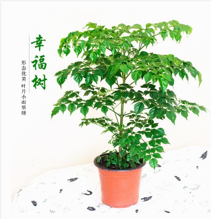 클러스터 된 행복 나무 50-60cm