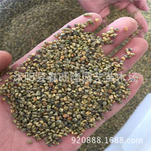 批发灌木种子护坡猪屎豆种植大猪屎豆种子猪屎豆固土绿化发芽率优