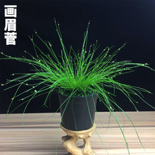 �ձ�ɽҰ�� ��ü�� ΢����ɽҰ���辰 ����l؛