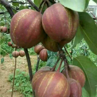 ���ۼt�����Ʒ�N��  �a��  �׹���r��Ʒ�N�t���