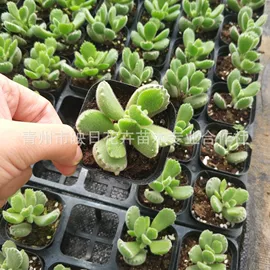 宿根花卉;盆栽;一二年生花卉