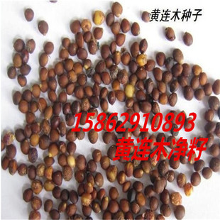 ���lľ�����Ϙ�N�S�Bľ�N���S鬘俬ľϧľ��ľ�u�ڹ�������ă�