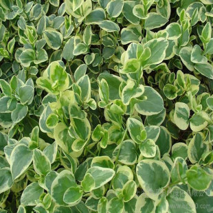 �G����ľ���~��  ���~���L���r�� �ٱ�ֲ�ﻨ�~���L���������l