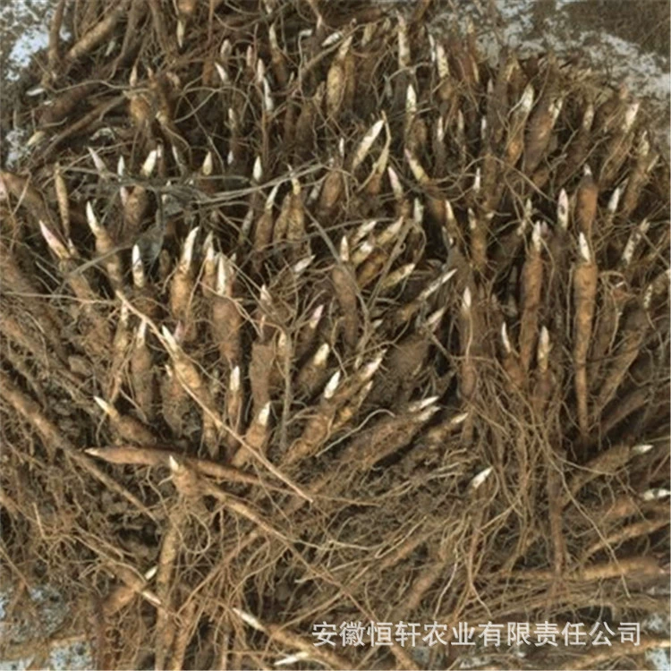 Саженцы цветов пиона на 1 год, саженцы белого пиона для декоративных лекарственных работ, ростки белого пиона, ростки красного пиона, маслянистый пион