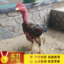纯种越南斗鸡活体 景区参加比赛斗鸡 厂家大量出售批发泰国斗鸡活