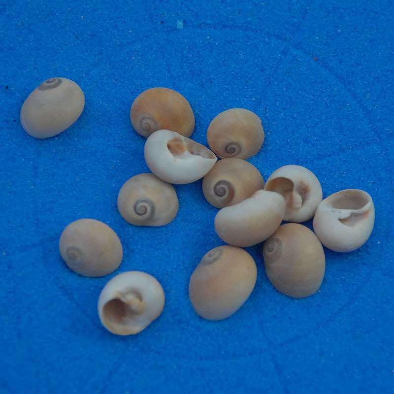 Cat's Eye Conch Shells, Natural Seashells, 1-2cm, Suitable for Aquarium Landscaping, Platform Decoration, DIY Shell Paintings, Wall Stickers, and Other Materials