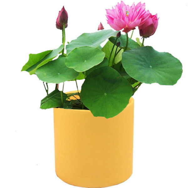 Lotus seed opening hydroponic plant bowl lotus Sleeping lily aquatic…