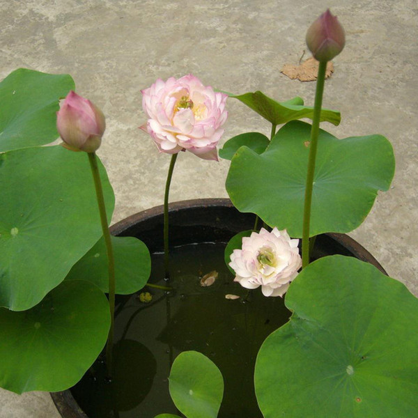 Lotus seed opening hydroponic plant bowl lotus Sleeping lily aquatic…