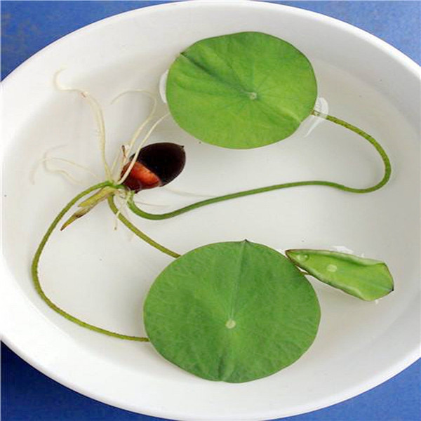 Lotus seed opening hydroponic plant bowl lotus Sleeping lily aquatic…