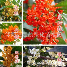 �𻨷N�� ���� ��� ���� ����� �ļ��� ���N�� �𻨷N��