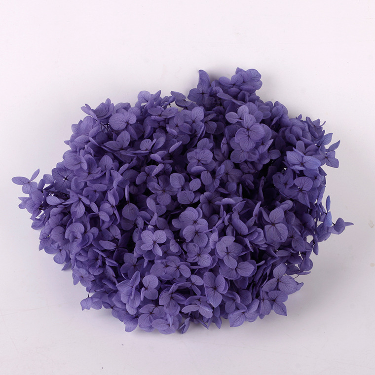 Grado A Anna Hortensia flor permanente flor seca Hortensia de hoja pequeña 20g Hortensia en caja fábrica al por mayor MATERIAL DE FLOR DE San Valentín