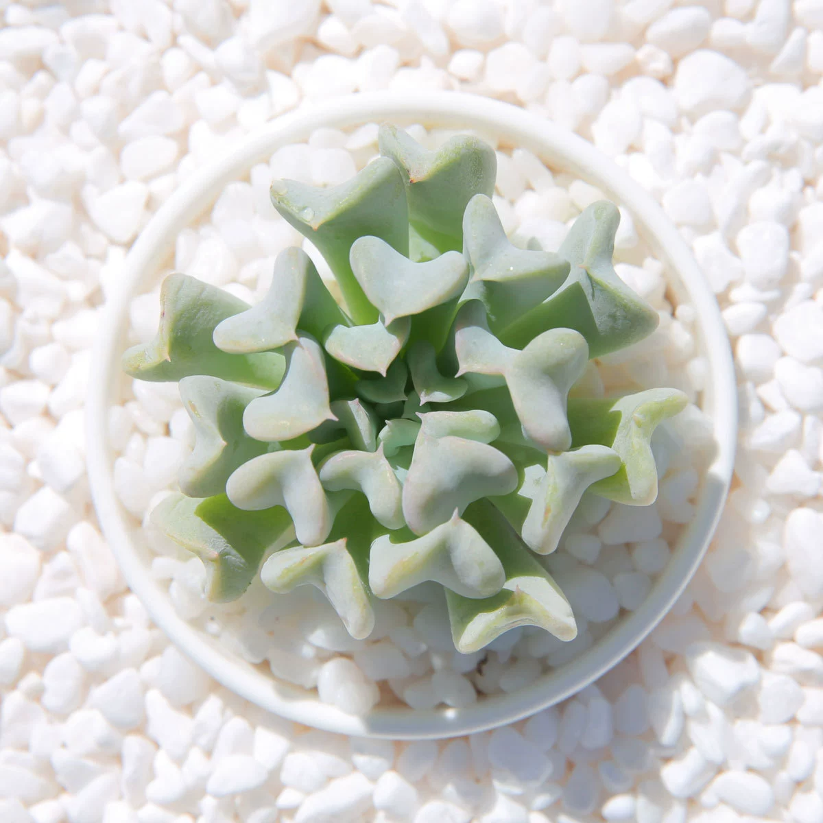 Специальный Юлиан около 4-6 см с голым корнем доставка суккулентных растений прямые продажи; Большое количество Конг