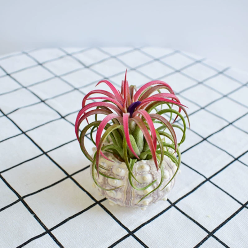 Заводская база прямых поставок Прямой воздушный ананас Безземное растение Купидон Эльф