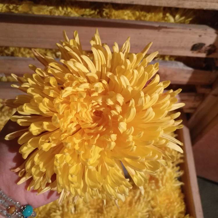Золото Шелковые хризантемы оптом 500 г оптом чашку больших цветов Аньхой Хуаншань желтый чай хризантемы Новый цветок происхождения прямые волосы