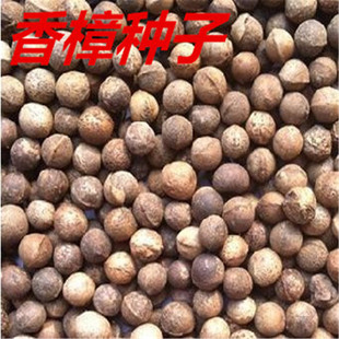 ֱ�N�²���ľ��N���~С�~�����N�Ӟ��������䷼����ľ���L����ľ