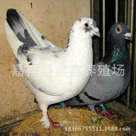 落地王广场鸽观赏鸽河北衡水种鸽（肉鸽）养殖区出售纯种白羽王鸽