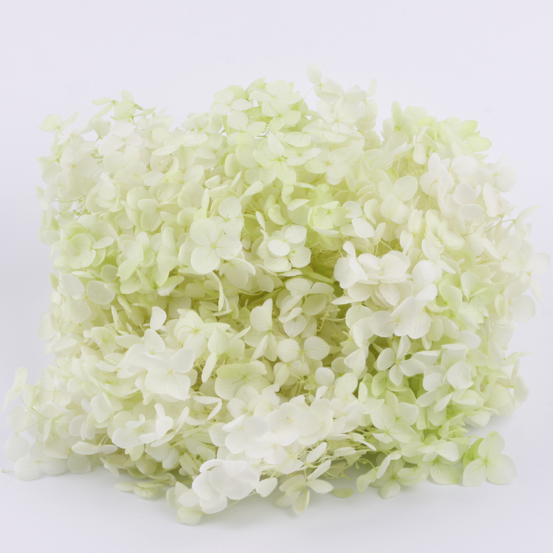 Gradiente de grado A Anna Hortensia flor eterna 20g Hortensia en caja flores preservadas flores secas Yunnan fábrica al por mayor
