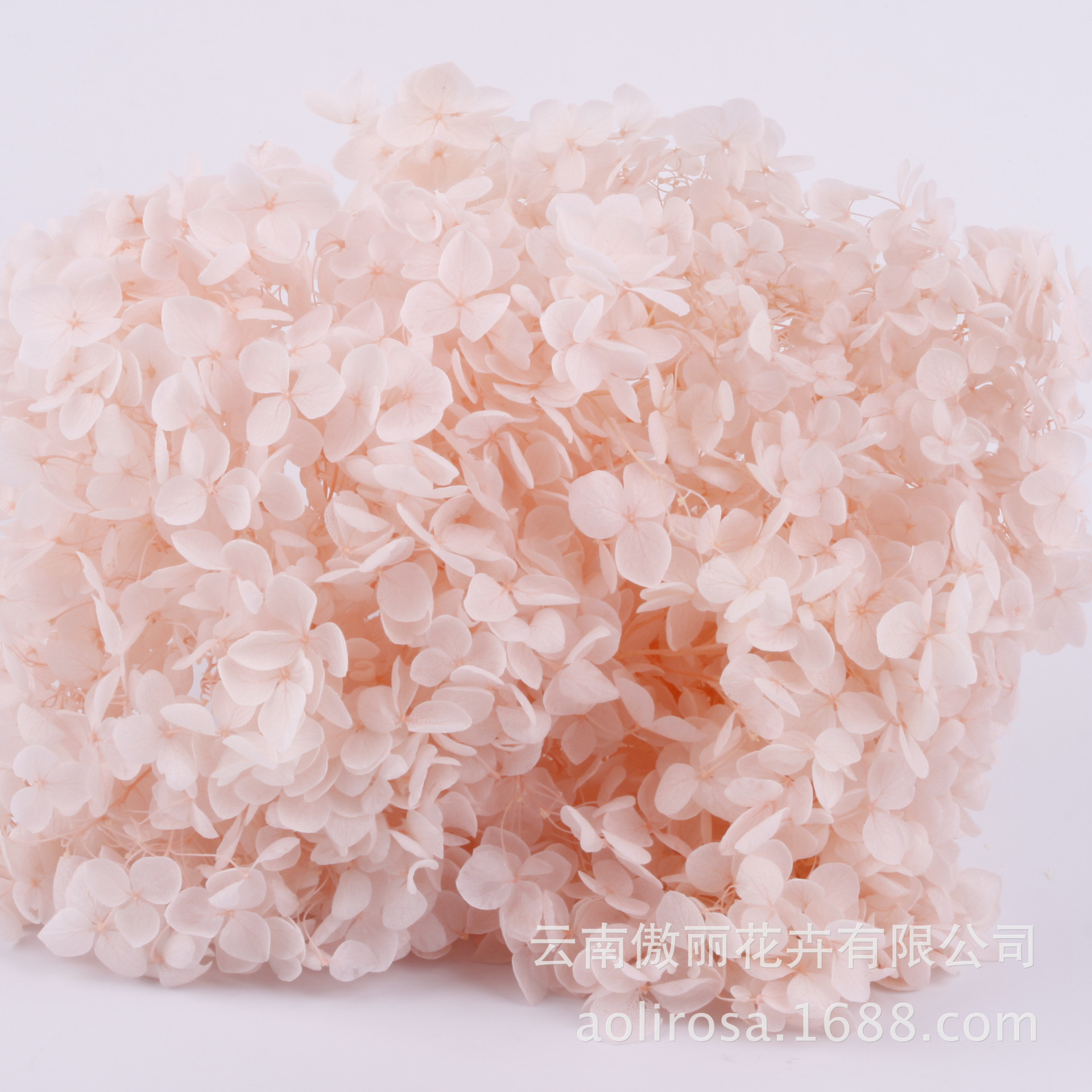 Grado A Anna Hortensia flor permanente flor seca Hortensia de hoja pequeña 20g Hortensia en caja fábrica al por mayor MATERIAL DE FLOR DE San Valentín