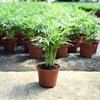 [Base direct batch] Coconut coconut seedlings Pot plants Micro -landscape plant -viewing plant small potted plants purify air