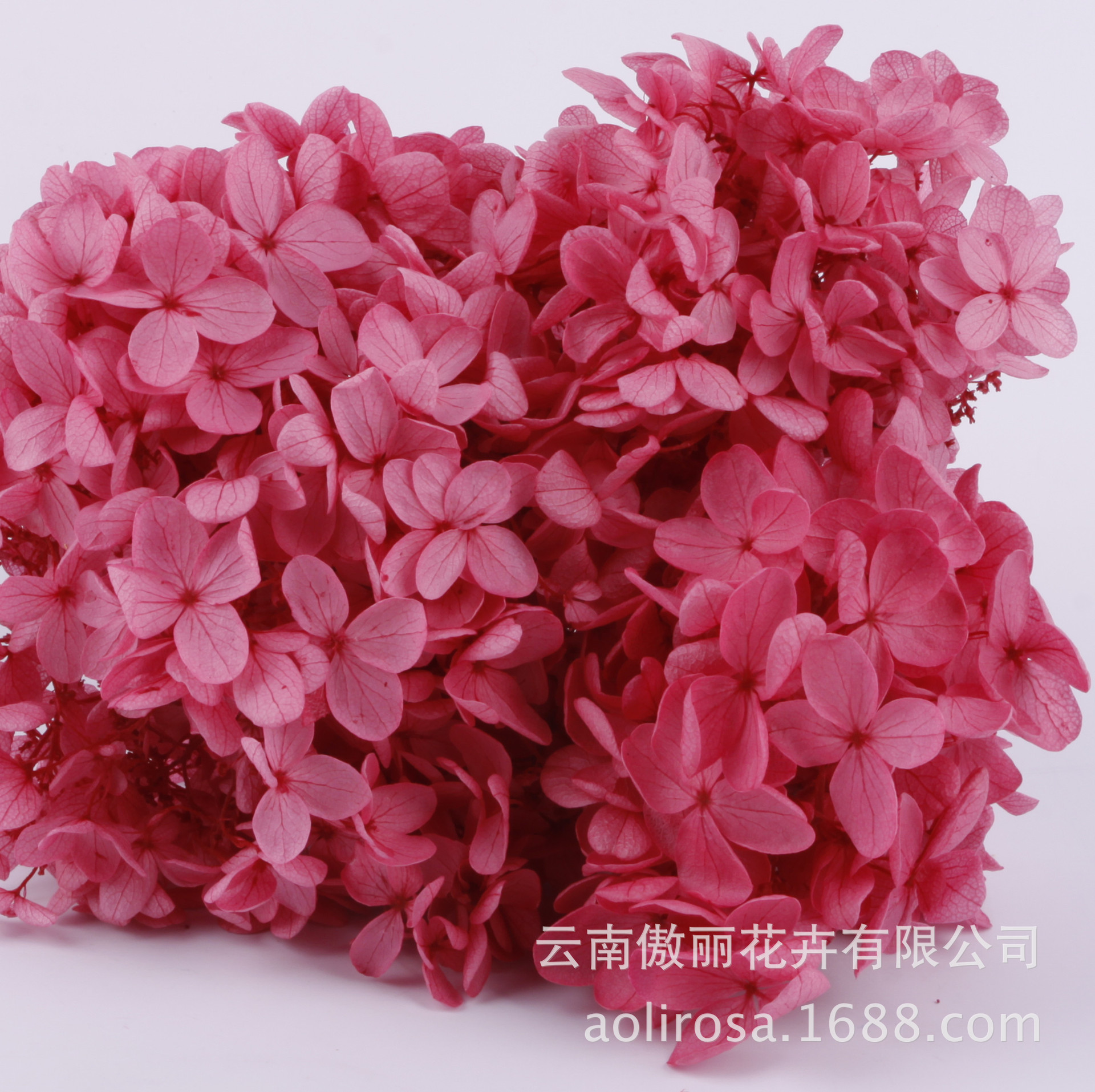 Flores Secas de Hortensia Preservadas A+, Fabricante de Flores Frescas Preservadas, Venta al por Mayor, Caja de 20g, Hortensia de Hoja Mediana Preservada