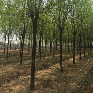 �������l����  ����  ������ �S�� Ҏ��Ʒ�N�Rȫ �@���е���