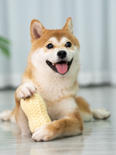 Dog toy relieves boredom, bite-resistant, molars and sounds, Teddy Shiba Inu puppy, Corgi supplies, French dogfighting to amuse the dog