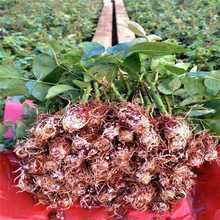 批发大花月季苗  玫瑰扦插小苗 鲜切花种苗 盆栽地栽小苗庭院蔷薇