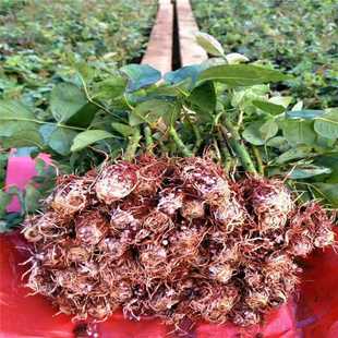 ���l���¼���  õ��Ǥ��С�� �r�л��N�� ���Ե���С��ͥԺ�Nޱ