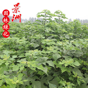 ���� ���l ���@ С�^ У�@ �@���^�pֲ�� �������l ���~��ľ