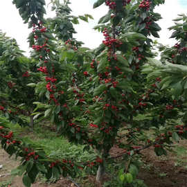 吉塞拉矮化樱桃苗 五公分当年结果树 大棚樱桃品种 美早樱桃苗