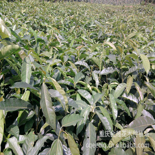 �������l�S��������NҎ���S�������~�����S�ǘ��S�������ă�