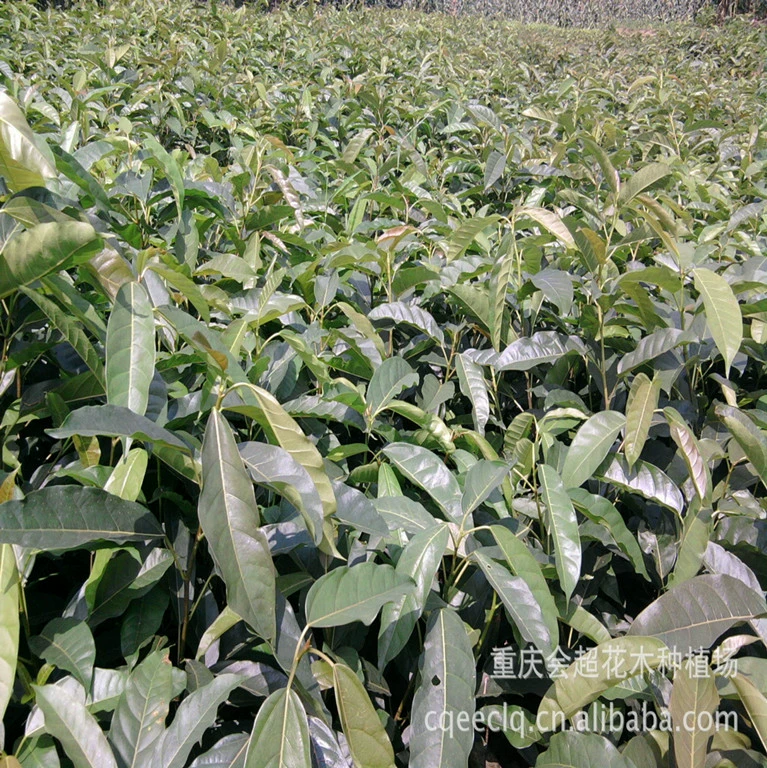 База продает большое количество саженцев желтого ясеня, саженцев деревьев Huangge, саженцев деревьев Banyan Tree, большое количество саженцев деревьев желтого рога и большое их количество.