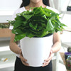 Automatic big resin, plastic flowerpot, wholesale