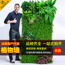 ����ֲ��Gֲ�������ȼ����b͏d������Gɫ���ϼٲ�ƺ�̨