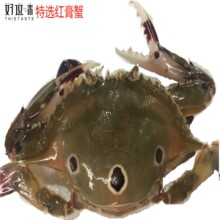 �t��з���t�����cз//�tĸ/ÿֻ2-3��/���Sֱ��ˮ�a�t��ĸз