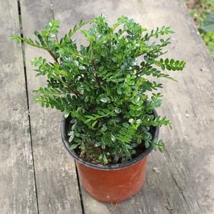 �������ľ�k������С�����^�~�GɫСֲ���辰�����ɢ�l��ζ���l