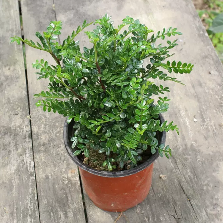 清香胡椒木办公桌面小盆栽观叶绿色小植物盆景清香树散发香味批发