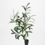 仿真摄影新款植物橄榄枝