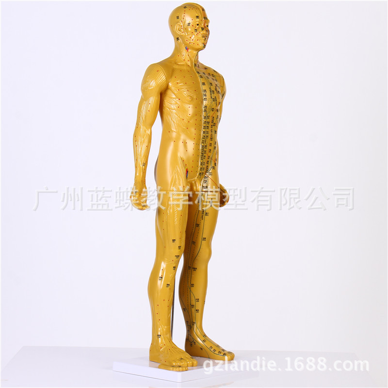 �������ģ��/���ͭ��ģ��/Ѩλͭ��/���徭��ģ�ͣ�ͭɫ��85CM