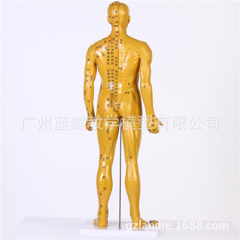 �������ģ��/���ͭ��ģ��/Ѩλͭ��/���徭��ģ�ͣ�ͭɫ��85CM