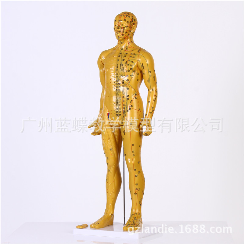 �������ģ��/���ͭ��ģ��/Ѩλͭ��/���徭��ģ�ͣ�ͭɫ��85CM