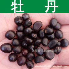 林木种子 牡丹种子 木芍药 牡丹花种子 富贵花 1件=1斤
