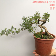 ���l��������ֲ�� ����ѩ�����辰�䘶�辰�辰ֲ�ﻨ��С����