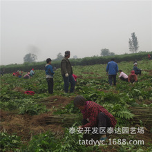 大棚矮化红油香椿苗价格 矮壮粗大棚香椿树价格 2公分泰山红香椿