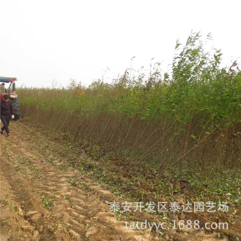 出售江苏占地毛桃树苗 1年青桃苗可做嫁接占木 地径0.5公分毛桃苗