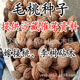 ë�ҷN���²�ɽ��ɽ�ӷN���Һ�Ұë�Ҙ�޽�÷������Ҙ���ľ���]