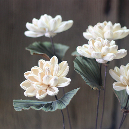 Lirio de agua planta fresca casa Café Bar tienda decoración del arte ramo flores secas loto Decoración