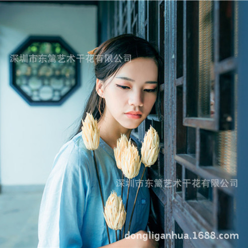 火焰花 植物组合工艺艺术干花大花苞花蕾拍摄道具火炬花|ru