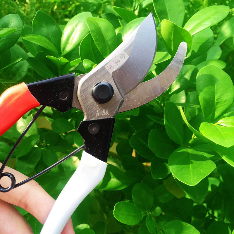 金苹果枝剪168手剪园林园艺修枝剪刀果树枝修剪