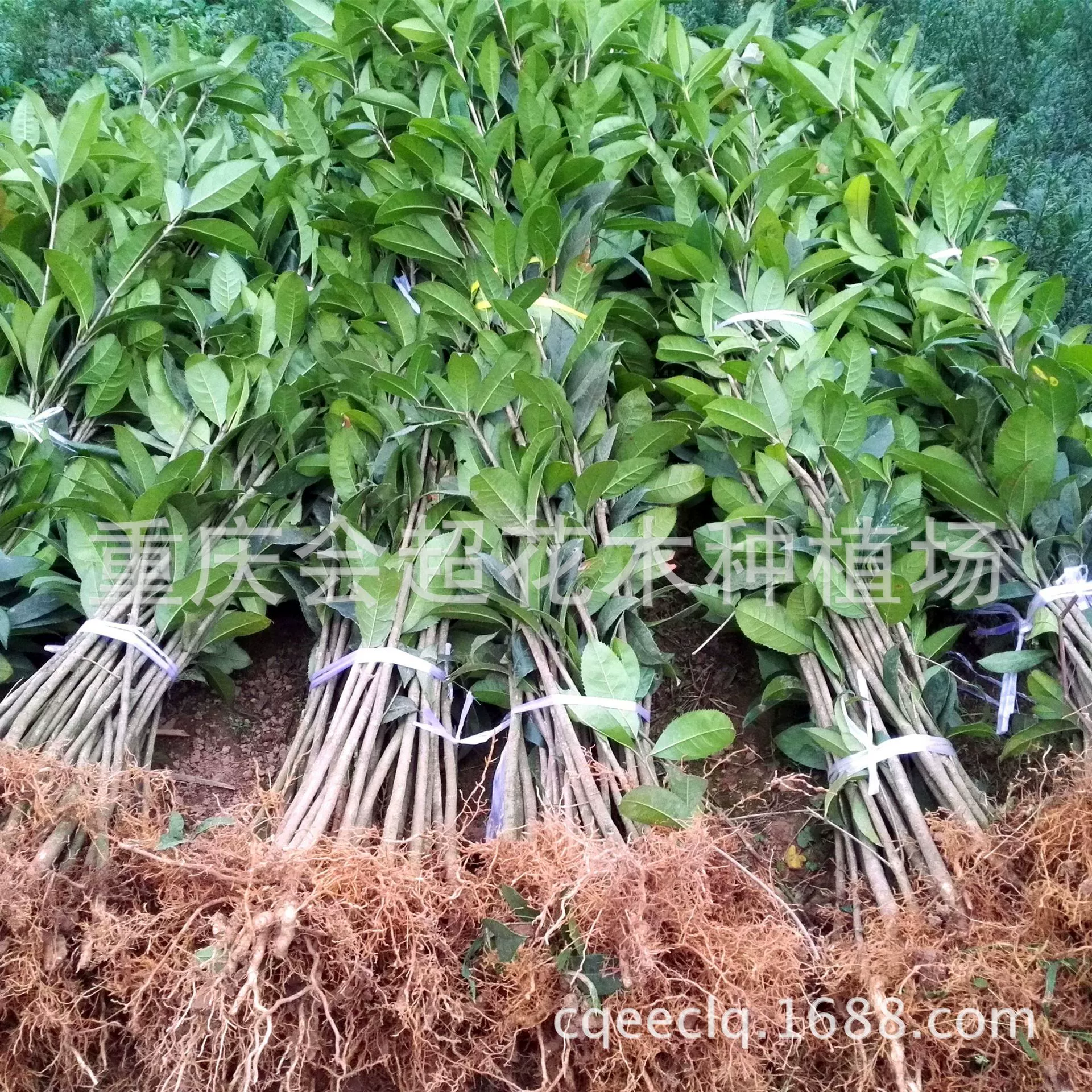 Оптовая продажа: 1.0-3cm саженцев османтуса, различные размеры, большие объемы, выгодные цены, саженцы в горшках, ароматные цветы, особо крупные для использования во дворе.